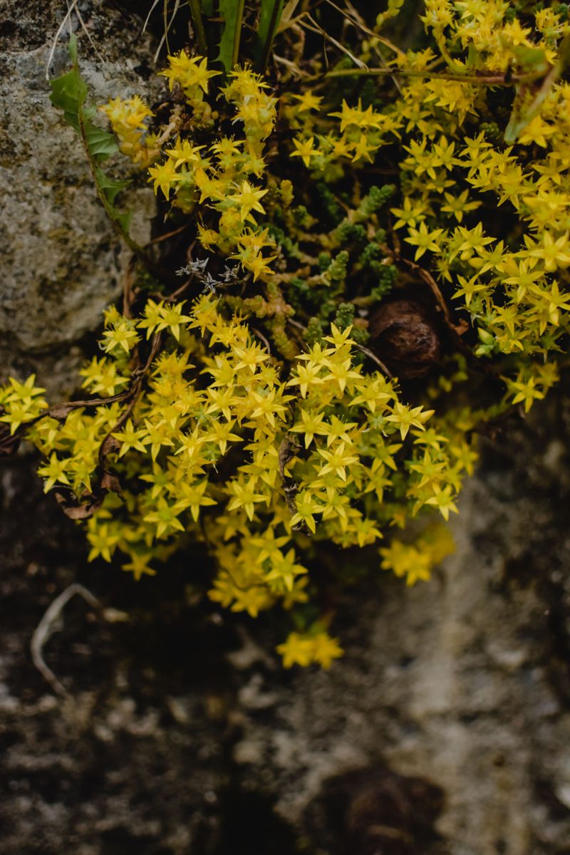 Sedum