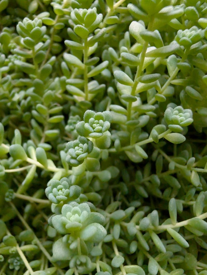 Sedum