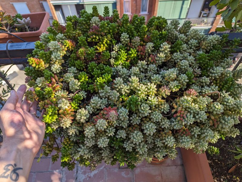 Sedum Sedum