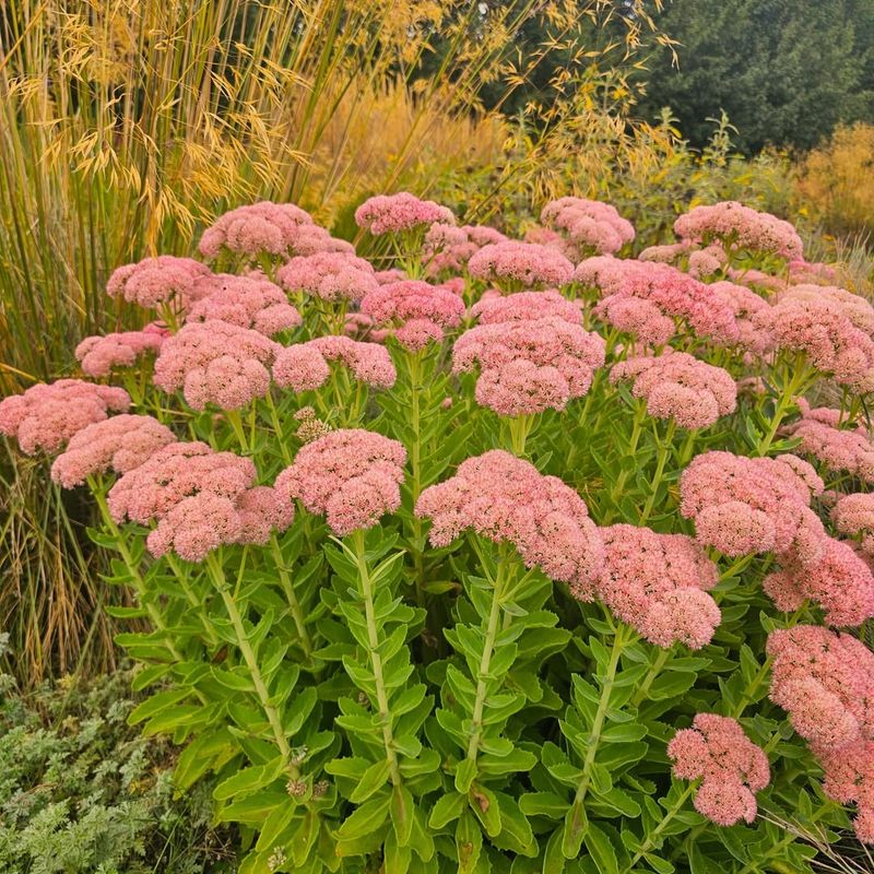 Sedum Adds Structure From Summer Into Fall Sedum Adds Structure From Summer Into Fall