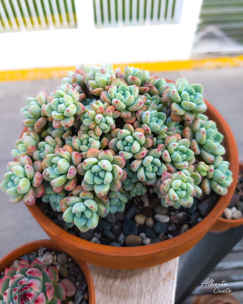 Sedum Creates Low, Fleshy Growth With Little Litter Sedum Creates Low, Fleshy Growth With Little Litter
