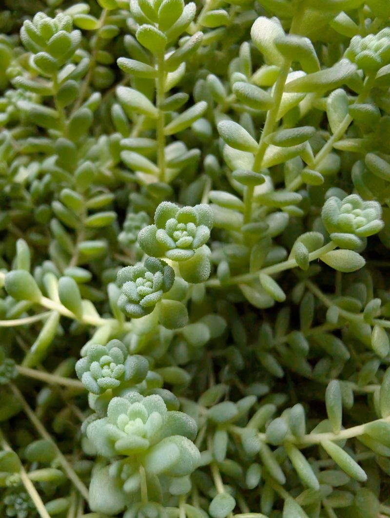 Sedum Got Watered Once and Didn't Ask Again Sedum Got Watered Once and Didn't Ask Again