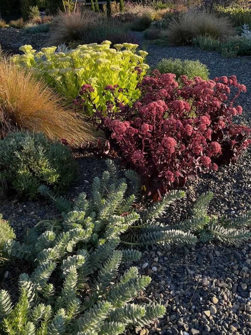 Sedum Handles Hot Gravel Borders