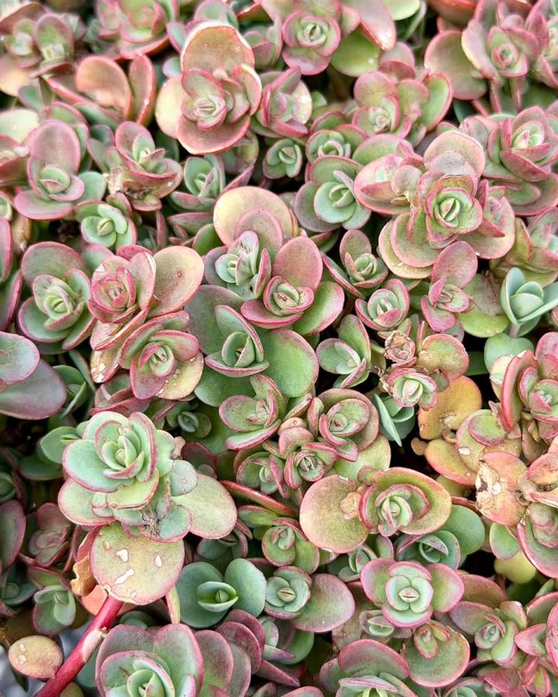 Sedum Holds Moisture In Its Fleshy Leaves Sedum Holds Moisture In Its Fleshy Leaves