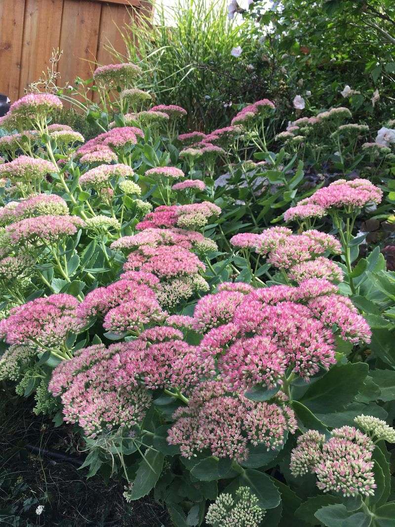 Sedum Saves The Season With Late Flowers Sedum Saves The Season With Late Flowers