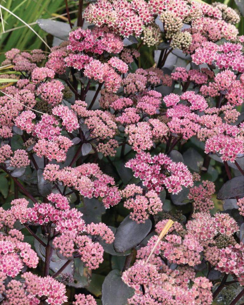 Sedum (Sedum Spp.)