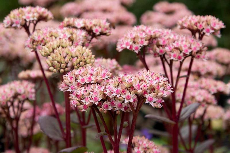 Sedum Stems Stay Stronger With An Early Cutback Sedum Stems Stay Stronger With An Early Cutback