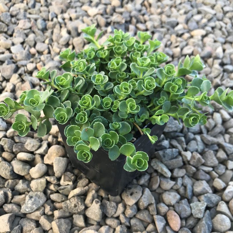 Sedum / Stonecrop 