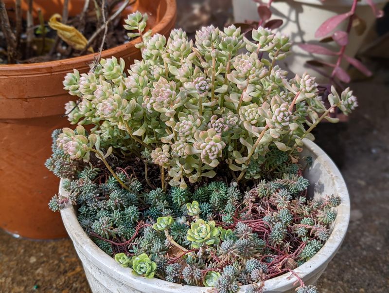 Sedum / Stonecrop (Sedum Spp.)