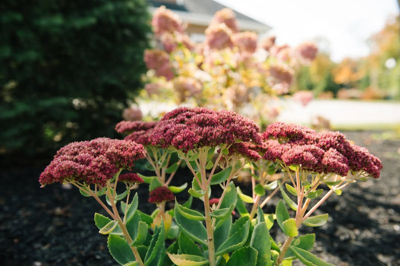 Sedum (Stonecrop)