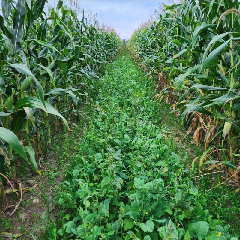 Seed Cover Crops Right After Early Crops Finish Seed Cover Crops Right After Early Crops Finish