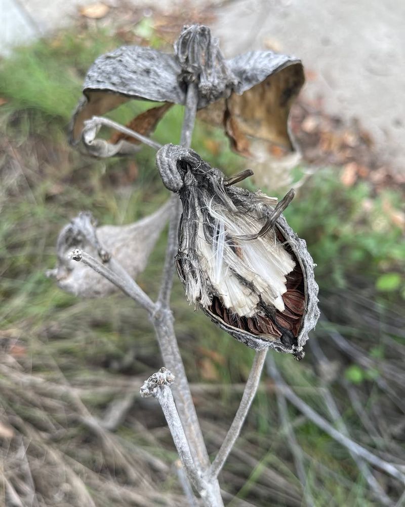 Seed Pods Add Nostalgic Texture