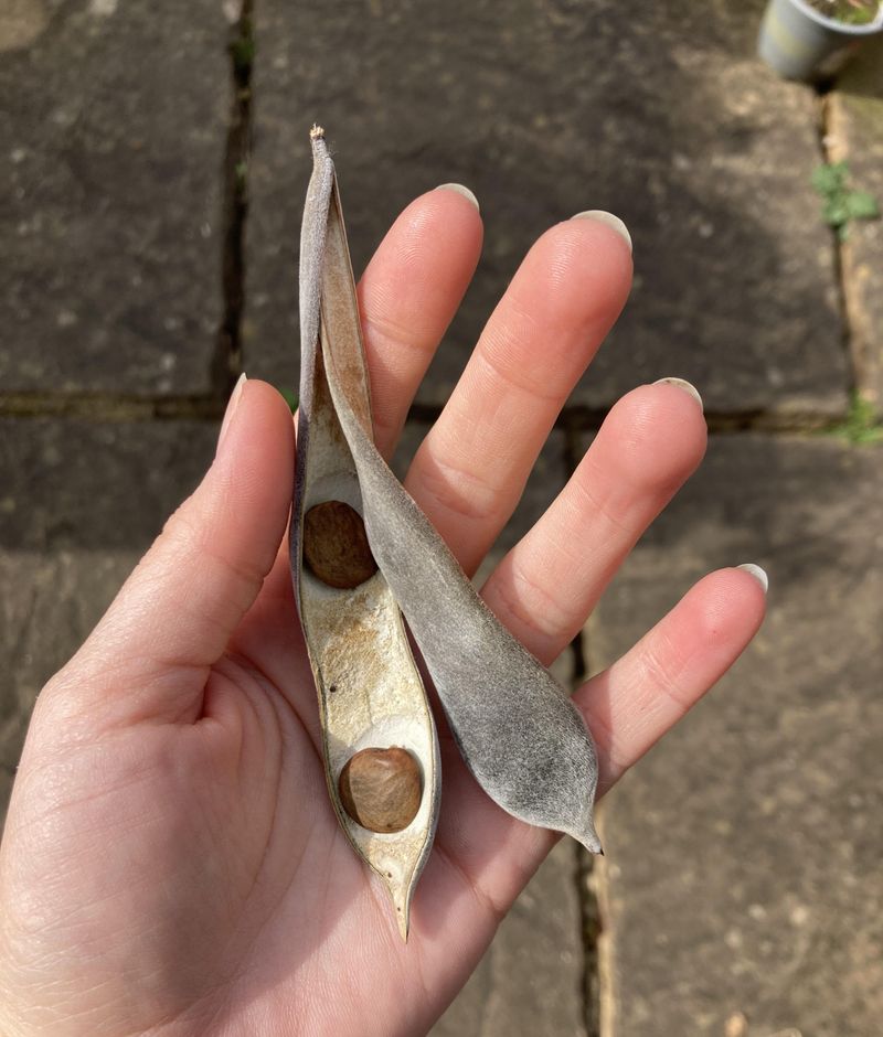 Seed Pods Are Worth Removing Before They Open