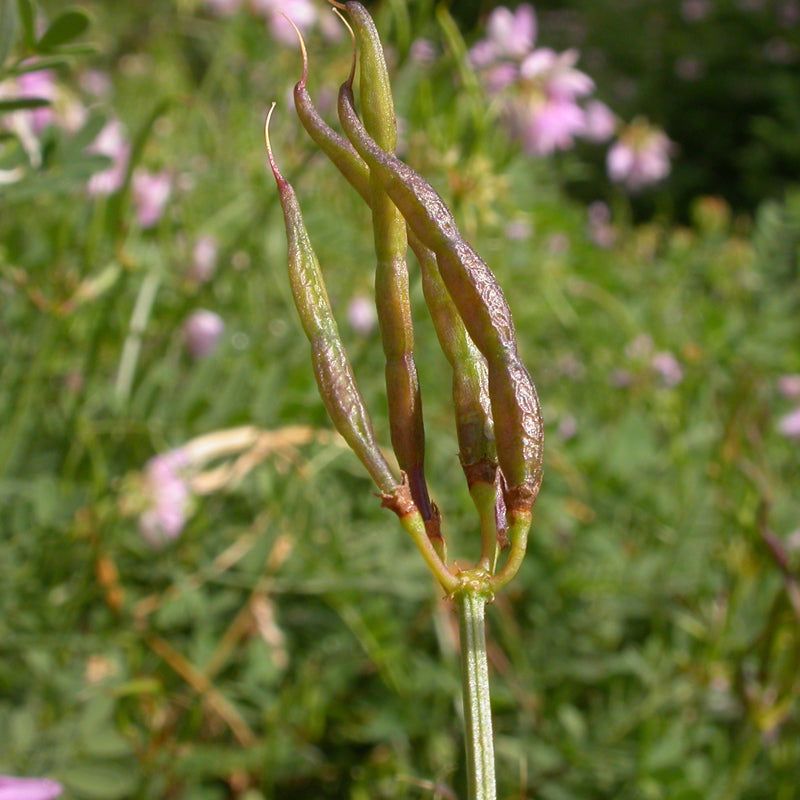 Seed Pods Form After Flowering