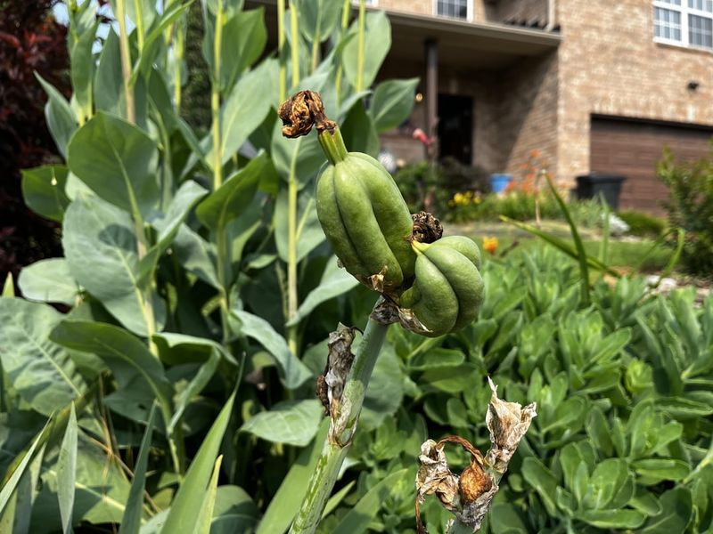 Seed Pods Take Energy From Rhizomes