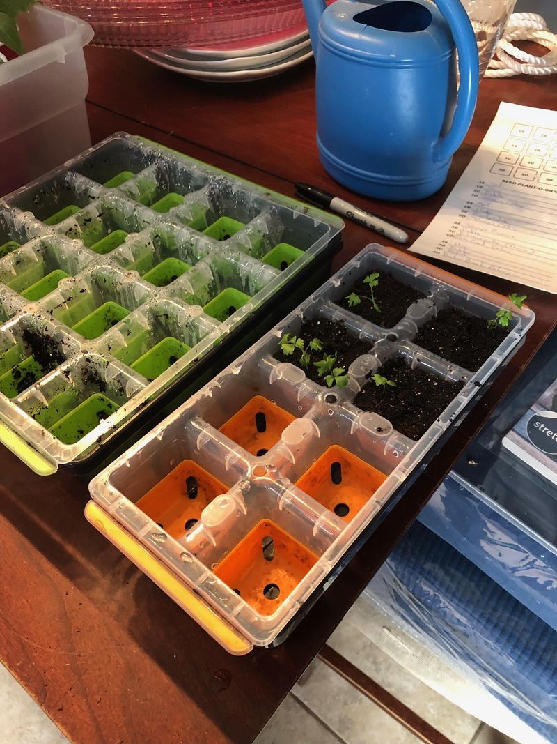 Seed-Starting Trays With Clear Domes
