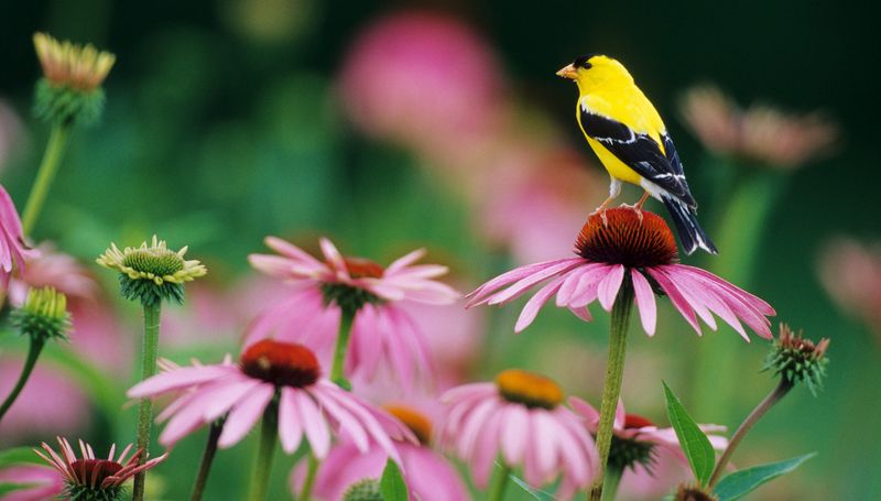 Seedheads Feed Birds Later In The Season Seedheads Feed Birds Later In The Season