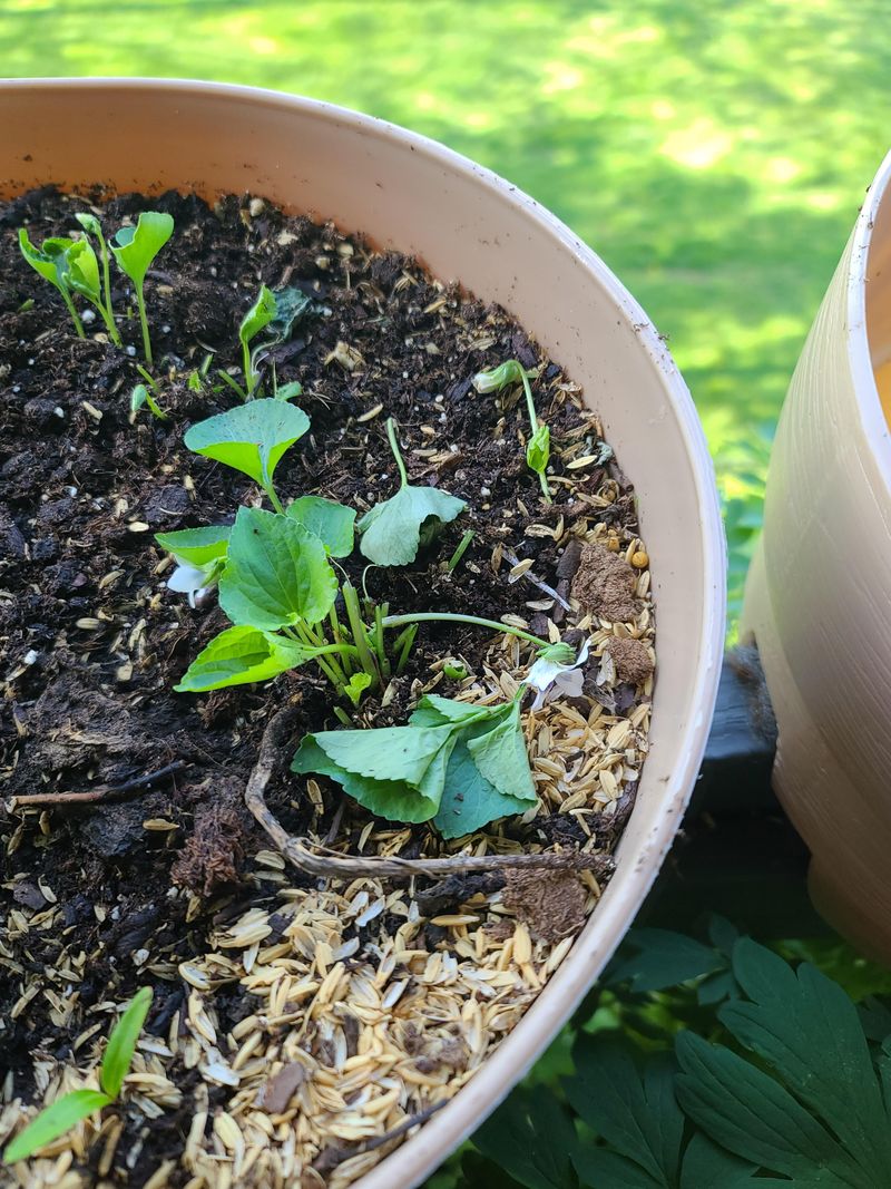 Seedlings In Unexpected Spots Mean A Squirrel Did Some Gardening Seedlings In Unexpected Spots Mean A Squirrel Did Some Gardening