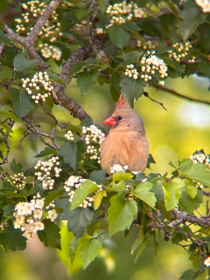 Seeds And Berries Match Their Diet