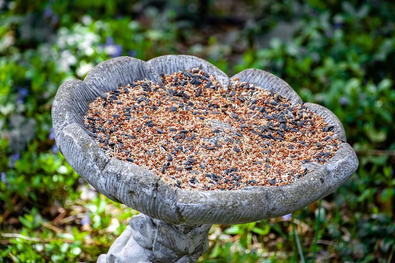 Seeds And Food In Your Yard Keep Drawing It Back Daily Seeds And Food In Your Yard Keep Drawing It Back Daily