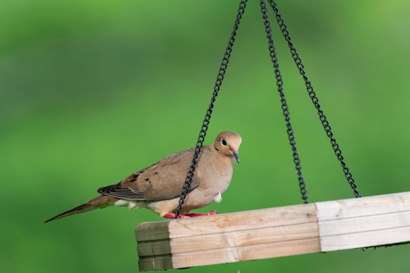 Seeds, Soil, And the Mourning Dove Diet Seeds, Soil, And the Mourning Dove Diet