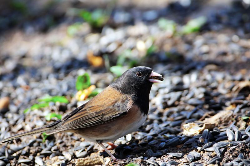 Seeds Spread By Birds Invade Neighboring Yards Seeds Spread By Birds Invade Neighboring Yards