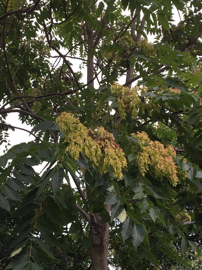 Seeds Spread By The Hundreds Of Thousands Annually