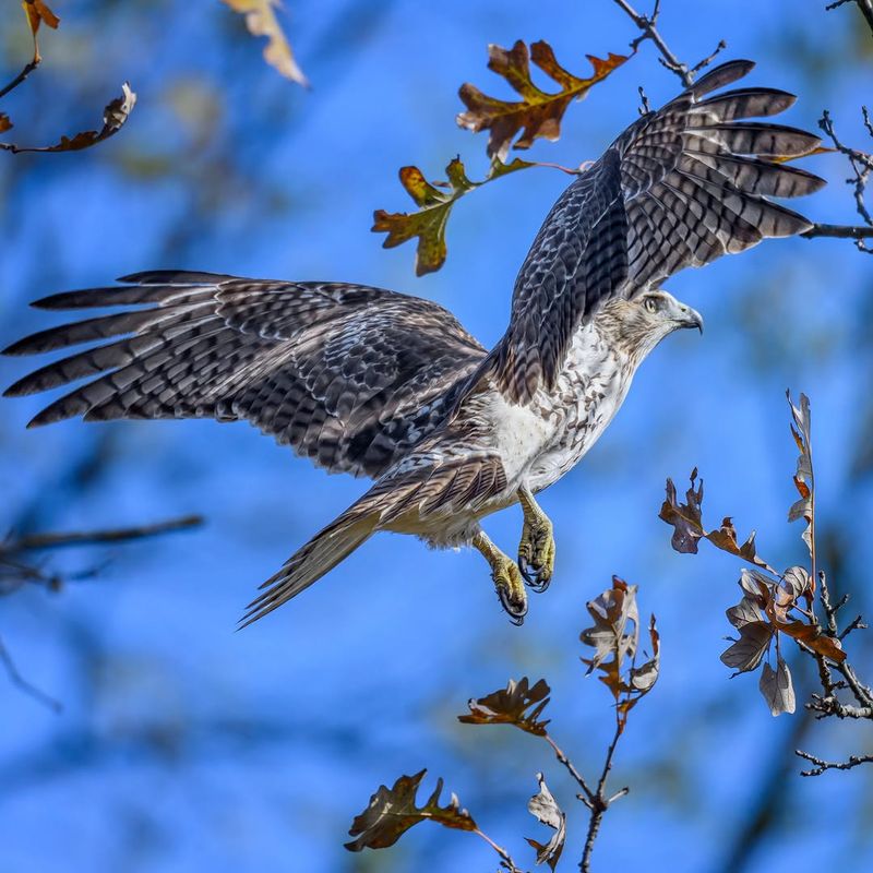 Seeing A Hawk Does Not Mean Pets Are In Immediate Danger