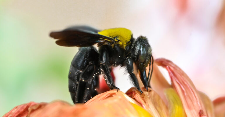 Seeing Carpenter Bees On Your Virginia Porch Means More Than You Might Think