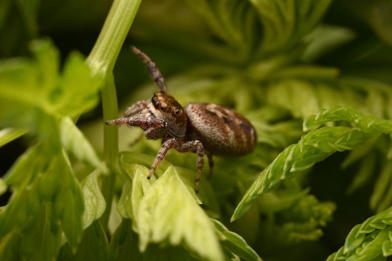 Seeing One Usually Means Your Garden Has A Food Web Seeing One Usually Means Your Garden Has A Food Web