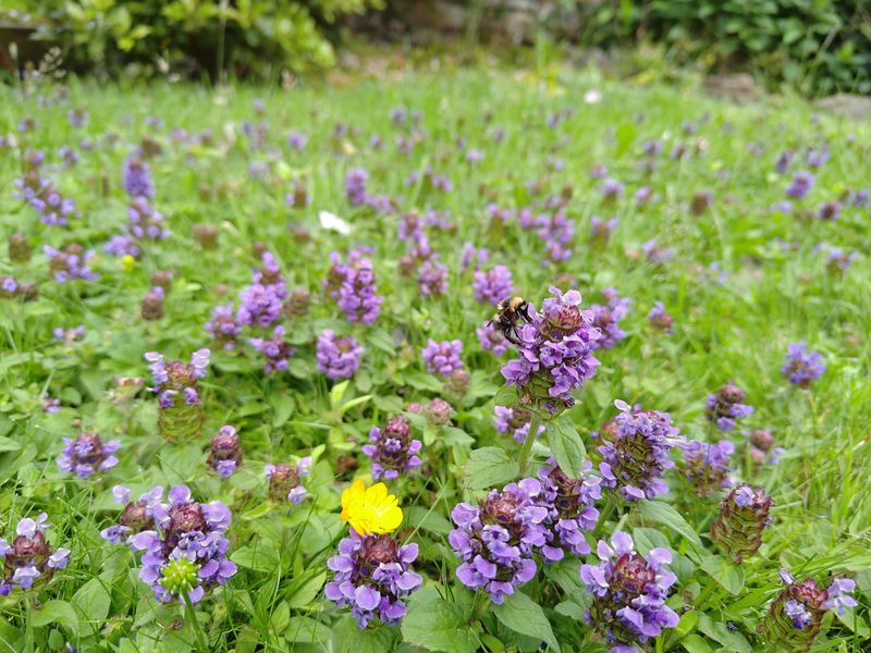 Self Heal Self Heal
