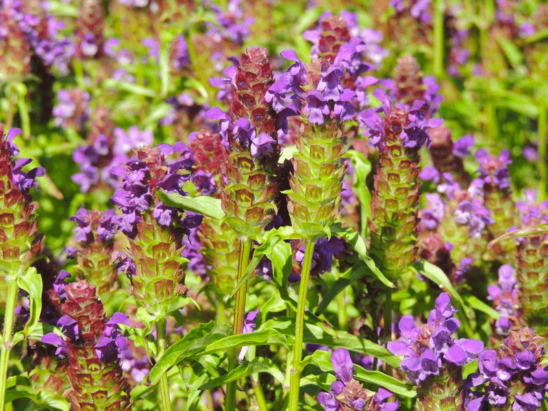 Self-Heal Belongs In Mixed Lawns