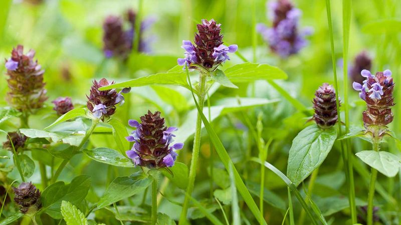 Self-Heal Brings Pollinator Value To Open Turf