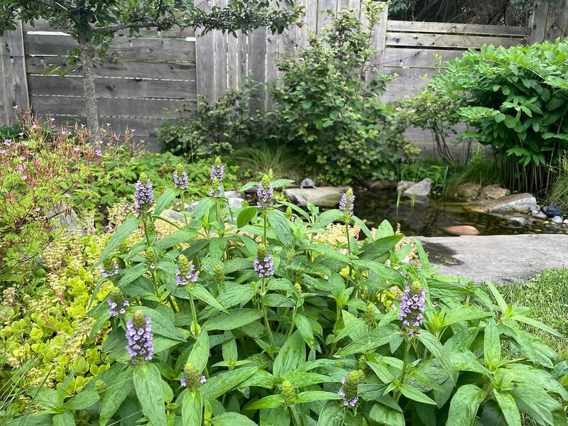 Self-Heal Brings Purple Blooms To Low-Mow Lawns