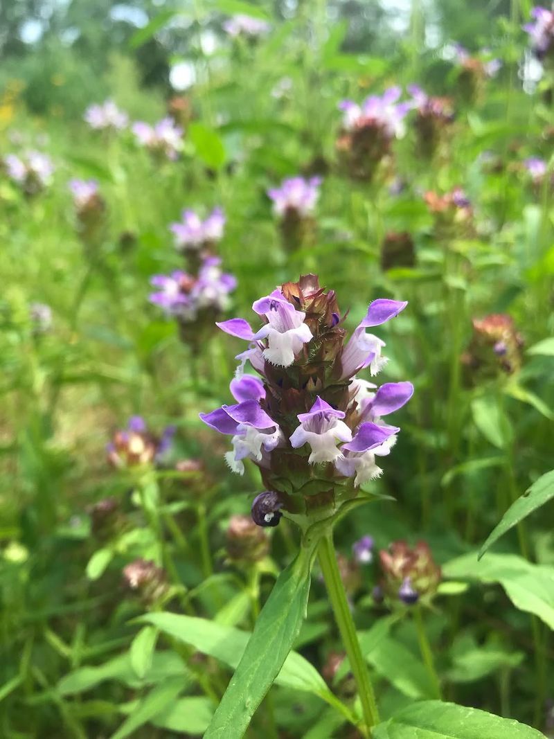 Self-Heal Feeds Small Bees In Low Garden Spaces