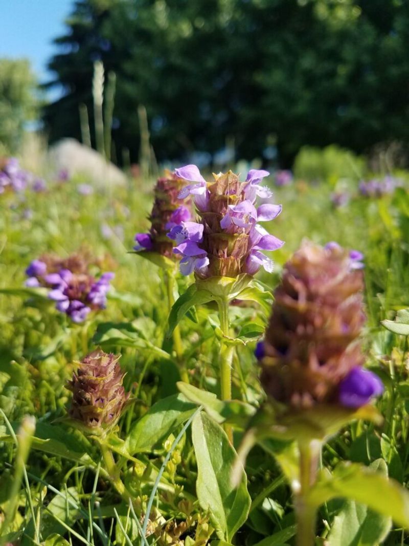 Self-Heal Spreads Through Thin Lawn Spots Naturally Self-Heal Spreads Through Thin Lawn Spots Naturally