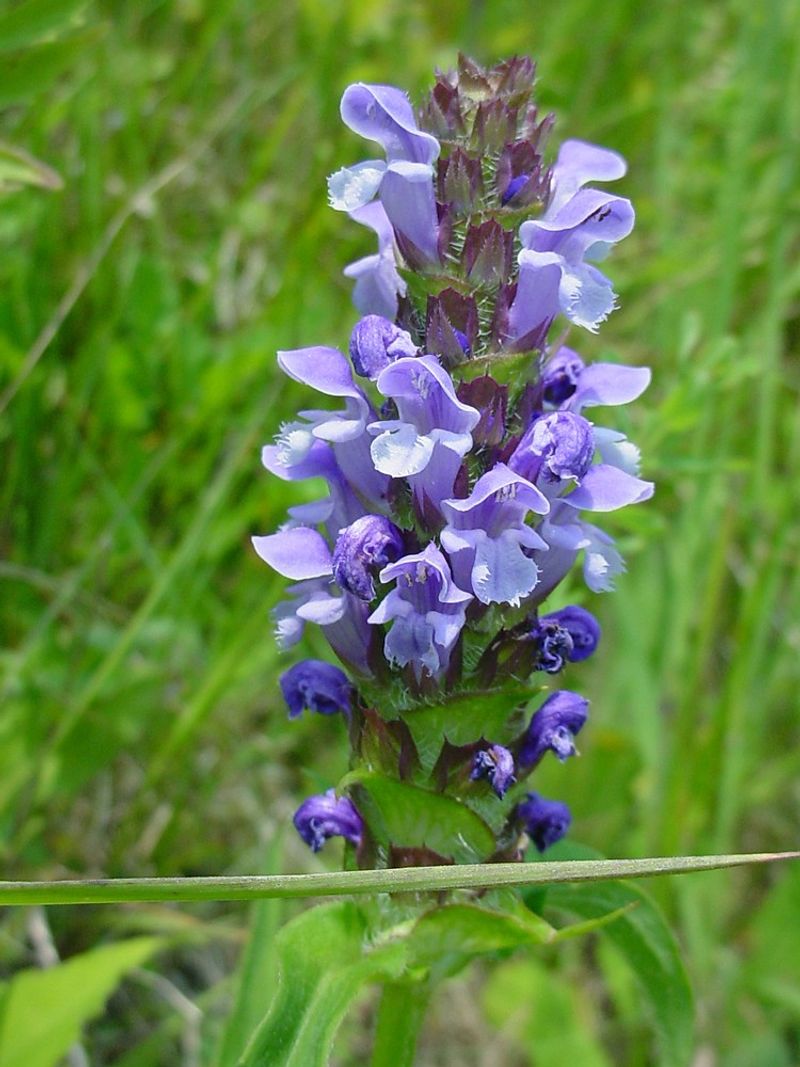 Self-Heal Turns Lawn Edges Into Bee Stops Self-Heal Turns Lawn Edges Into Bee Stops