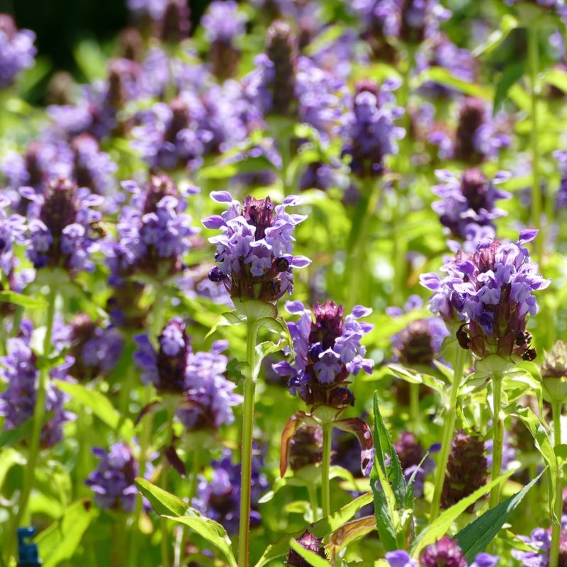 Self-Heal Self-Heal