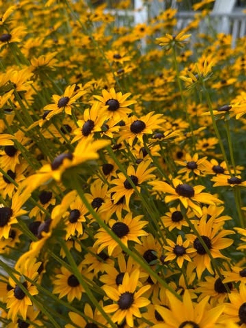 Self-Seeding Can Create New Plants Over Time