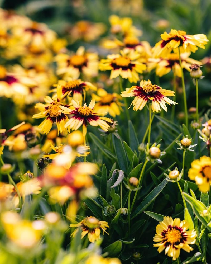 Self Seeding Plants Need Guidance
