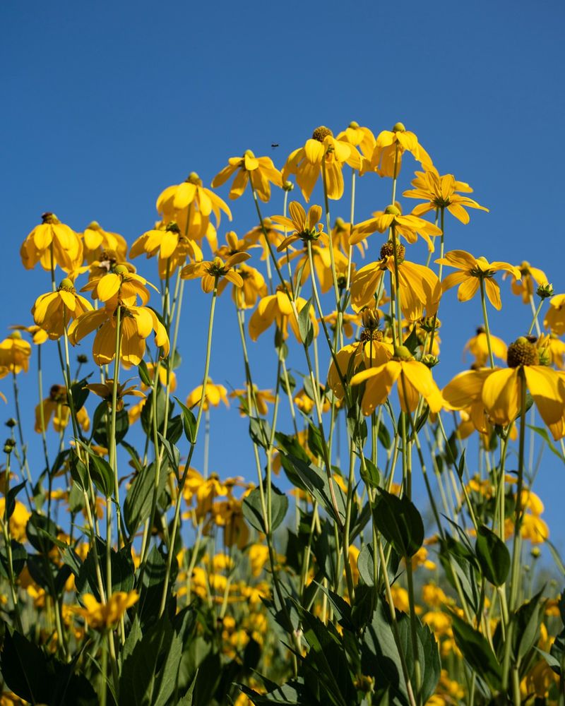 Self-Supporting Growth Means No Staking Needed