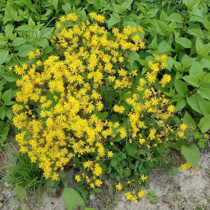 Semi-Evergreen Leaves Cover Bare Soil