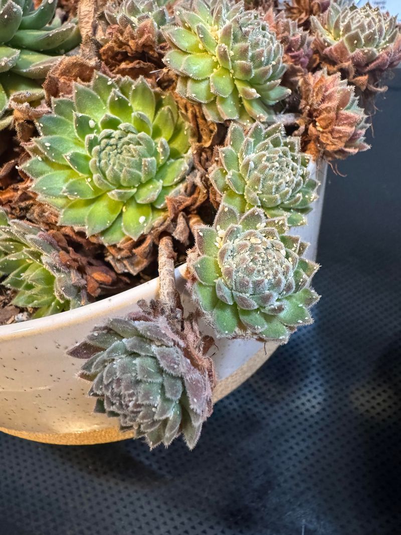 Sempervivum Works In Small Noncombustible Pots Sempervivum Works In Small Noncombustible Pots