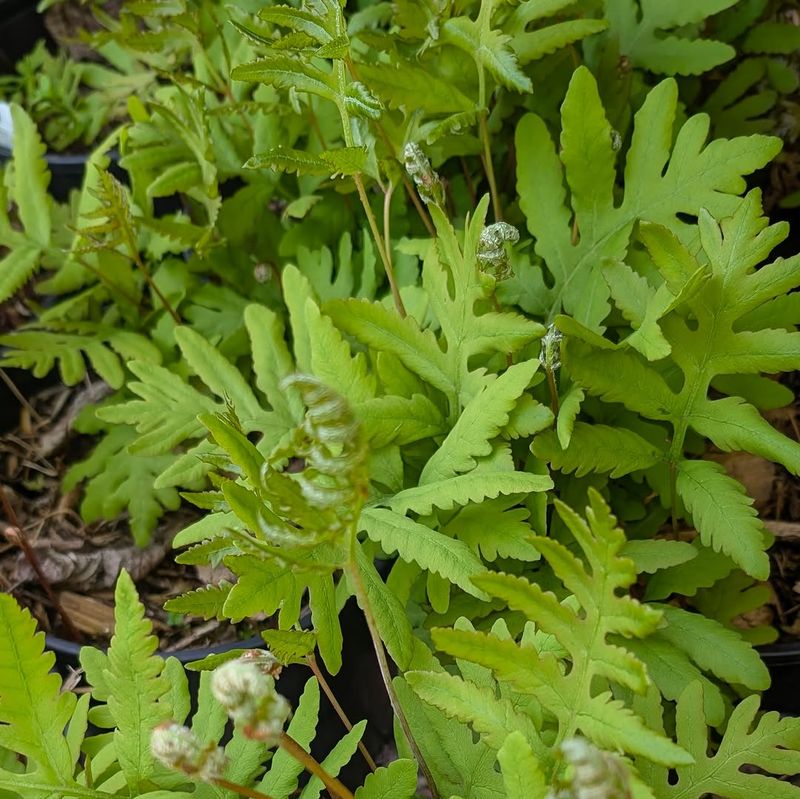 Sensitive Fern Sensitive Fern