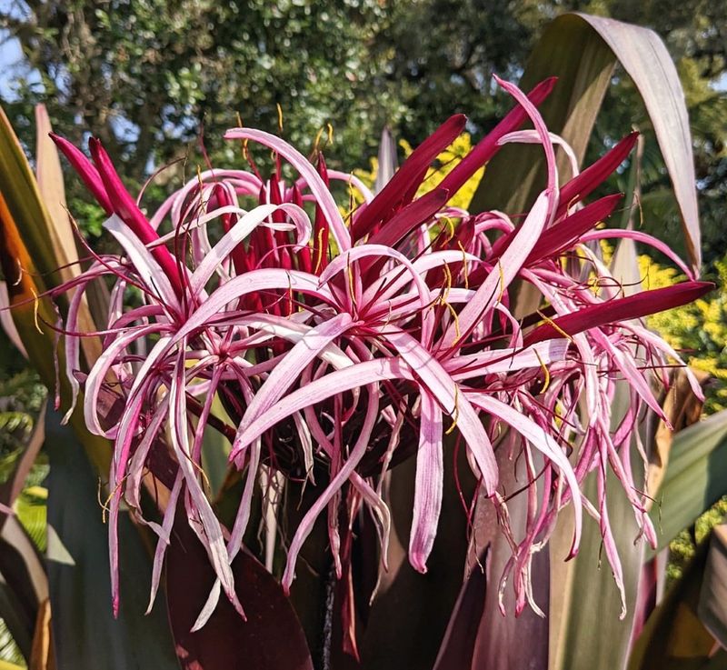 Separate Crinum Lily Offsets Once They Build Up