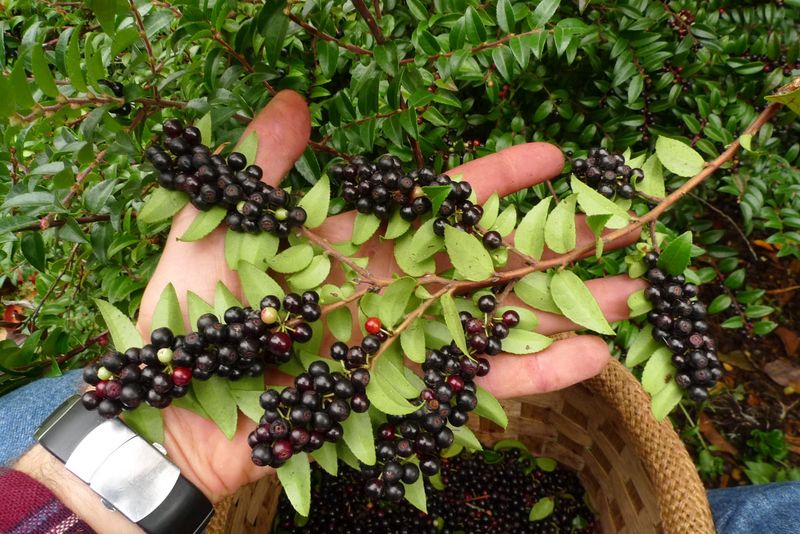 September Is The Last Big Berry Month