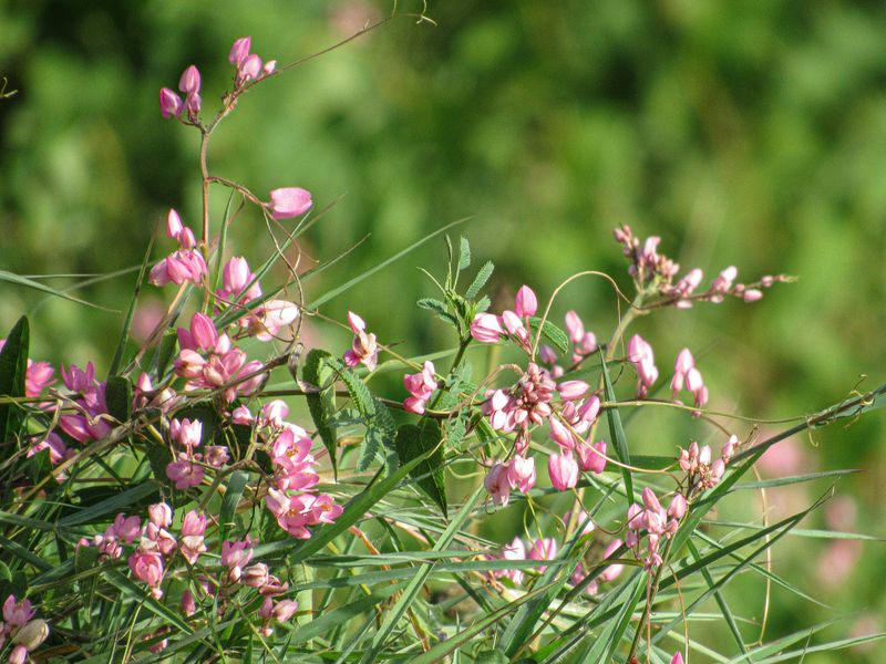 Sericea Lespedeza Is The Invasive Most Missourians Overlook