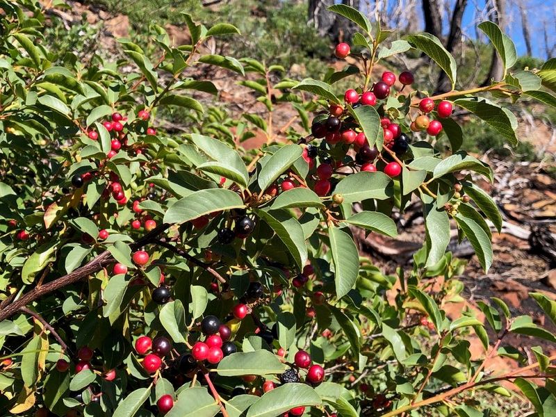Serpentine Coffeeberry Supports Heat-Ready Planting
