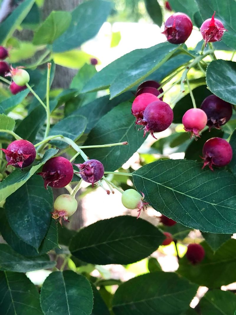 Serviceberries Offer Spring Flowers, Edible Berries, And Soft Privacy Serviceberries Offer Spring Flowers, Edible Berries, And Soft Privacy