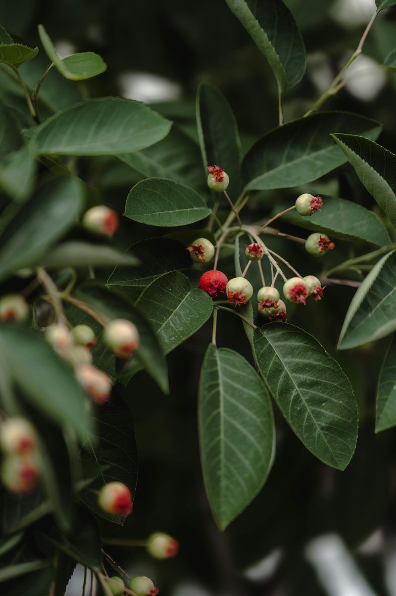 Serviceberry Serviceberry